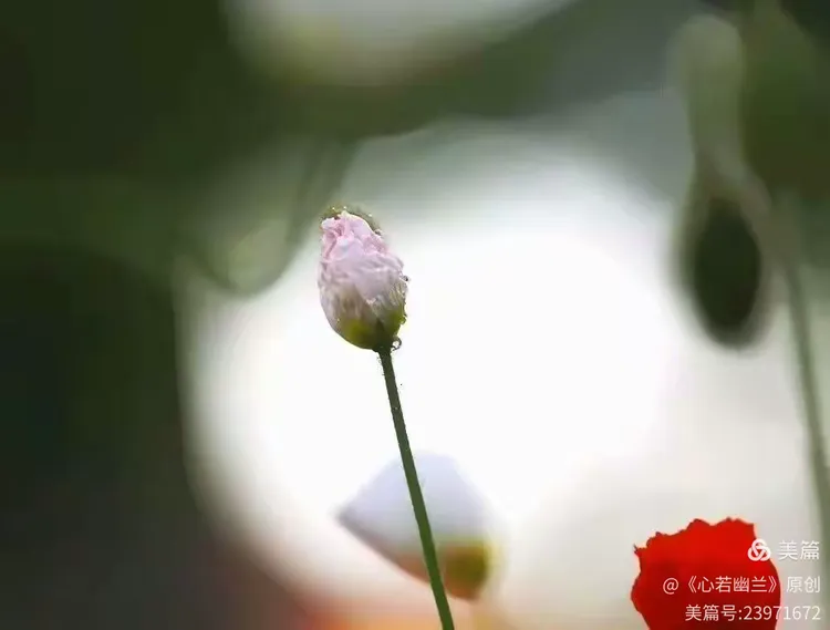 捧一瓣心香